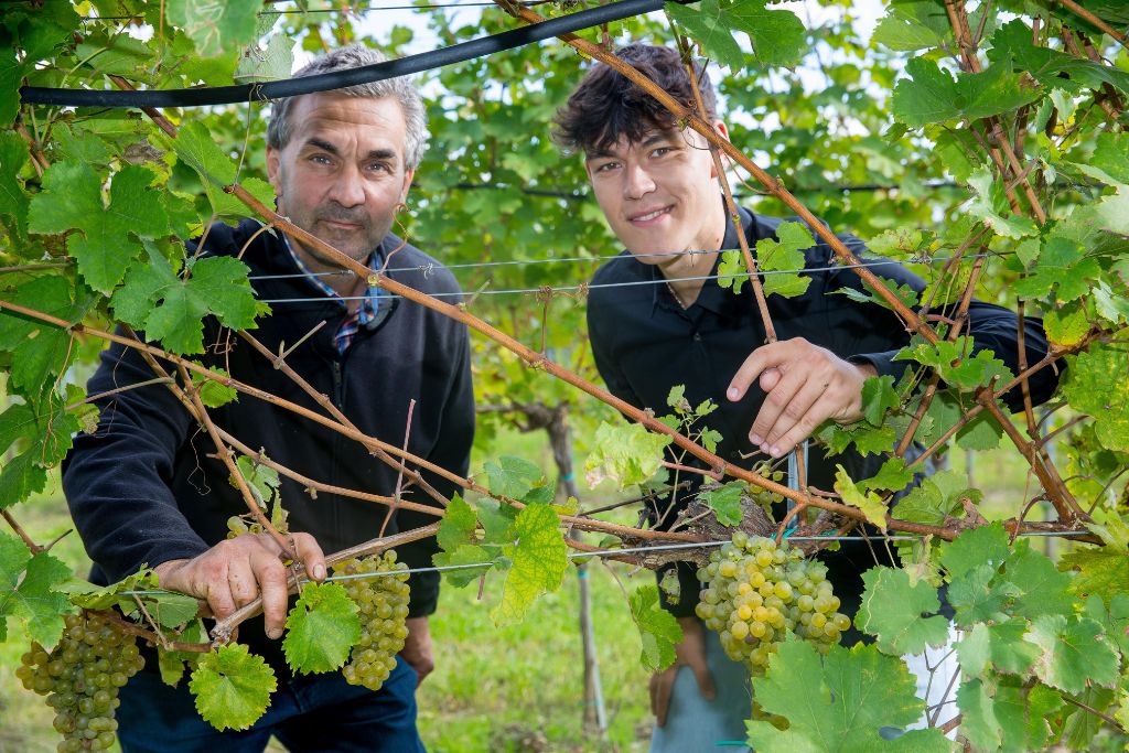 Weingut Mittelbach Weingarten